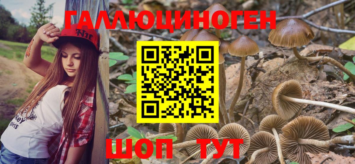 Галлюциногенные грибы Psilocybine cubensis  как найти закладки  Черемхово  Вход с VPN 